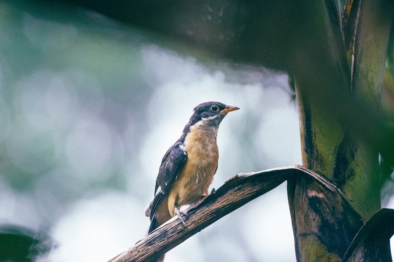 Best Poker Apps in India Review Review 2026: Bonus, App, Withdrawal Tested
